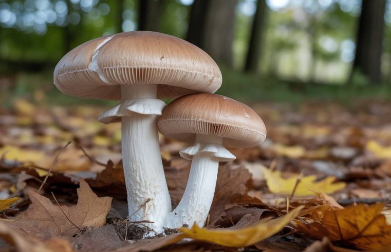 Traitement mérule Lille : méthodes efficaces pour éradiquer ce champignon lignivore