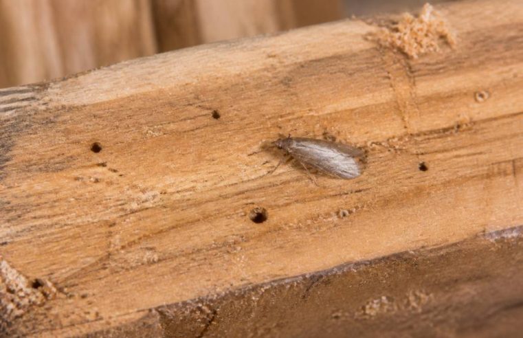 Mites à bois : comment les identifier et protéger votre habitation