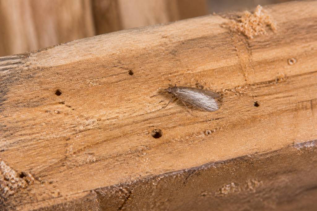 Mites à bois : comment les identifier et protéger votre habitation