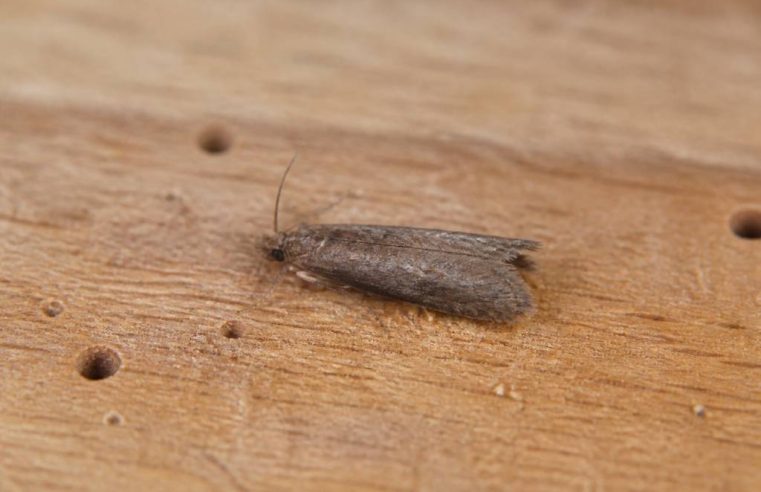 Mites bois : comment les reconnaître et s’en débarrasser efficacement