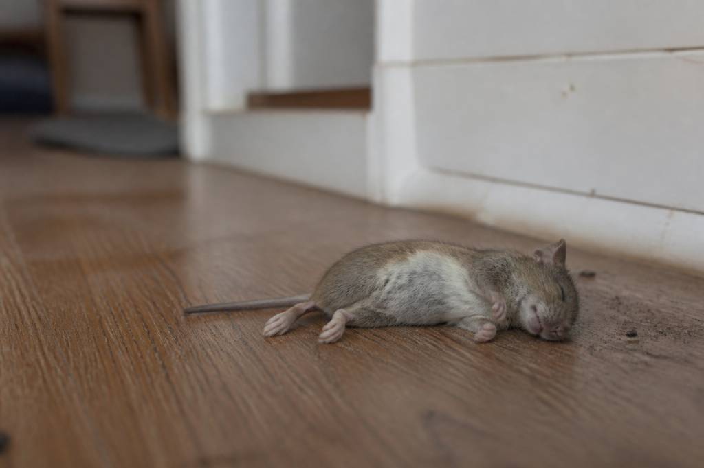 Odeur souris morte : comment la reconnaître et la faire disparaître