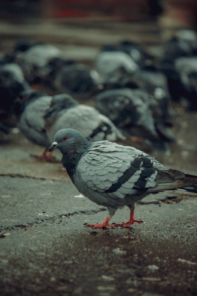 Comment choisir un service de dépigeonnage à paris efficace