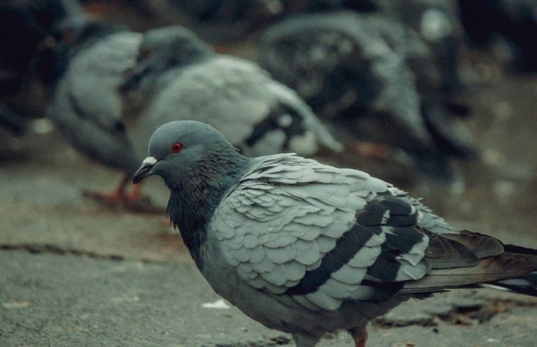 Comment choisir un service de dépigeonnage à paris efficace